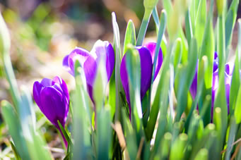 Spring flowers