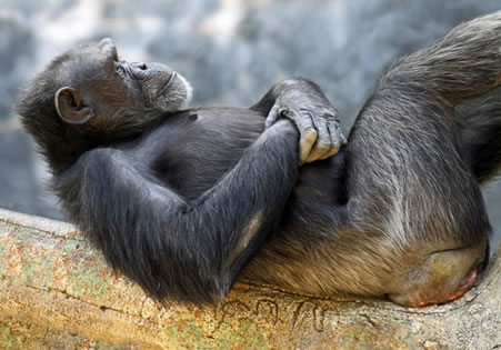 EasyRecliner Chimp